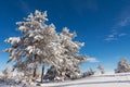 Trees partially covered with snow,