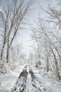 Trees and path covered with snow in winter