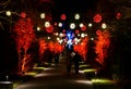 Trees and path decorated with red and yellow Christmas lights Royalty Free Stock Photo