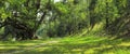 Trees and a path in the green magic forest in spring