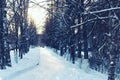 Trees pathway winter