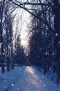 Trees pathway winter