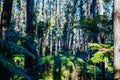 Sherbrooke Forest near Melbourne Australia