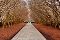 Trees on paved Pathway