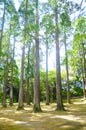 Trees in the Peace at the Japanese Garden around Osaka, Japan. People are always navigated to the peace. In summer time, internati Royalty Free Stock Photo