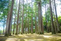 Trees in the Peace at the Japanese Garden around Osaka, Japan. People are always navigated to the peace. In summer time, internati Royalty Free Stock Photo