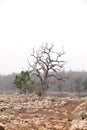 Trees in pench river bed, pench tiger reserve