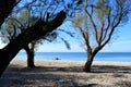 Trees on Peraia beach, Thessaloniki, Greece. Royalty Free Stock Photo