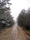 Muddy road with trees perspective in the mist Royalty Free Stock Photo