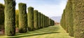 Trees perspective, green grass and blue sky. Sunlight, nobody, natural environment