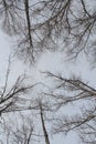 Trees photographed vertically. as they close. Winter.