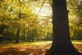 Trees in picturesque park