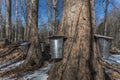 Multiple Buckets on Maple Trees to collect Sap to Produce Maple Syrup Royalty Free Stock Photo