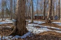 Rustic sugar shack with Maple Trees to collect Sap to Produce Maple Syrup Royalty Free Stock Photo