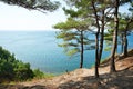 Trees pine on rocks over sea Royalty Free Stock Photo