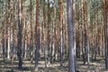 Trees in pine tree forest - coniferous forest Royalty Free Stock Photo