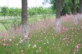 The trees among the pink flower and green grassland. Royalty Free Stock Photo
