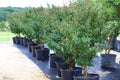 Trees in Plant Nursery Royalty Free Stock Photo