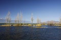 Trees planted in lake in wetland park