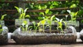 Trees are planted in recycled plastic bottles. Planted in a bottle. Plastic recycle. Royalty Free Stock Photo