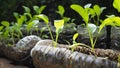 Trees are planted in recycled plastic bottles. Planted in a bottle. Plastic recycle. Royalty Free Stock Photo