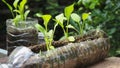 Trees are planted in recycled plastic bottles. Planted in a bottle. Plastic recycle. Royalty Free Stock Photo