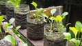 Trees are planted in recycled plastic bottles. Planted in a bottle. Plastic recycle. Royalty Free Stock Photo