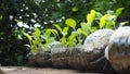 Trees are planted in recycled plastic bottles. Planted in a bottle. Plastic recycle. Royalty Free Stock Photo