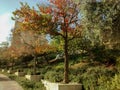 Row of trees with red, green and orange leaves, near sidewalk