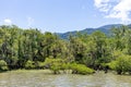 Trees and plants on the banks of the mangrove.