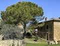 Trees and plants at Capanna Farm, situated to the north of Montalcino.