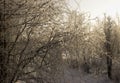 Trees and plants in the forest