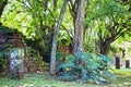 Trees and plants in the grounds of the San Ignacio Ruins, Misiones, Argentina Royalty Free Stock Photo