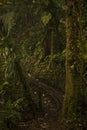 Trees and plants in the Monteverde Cloud forest, Costa Rica Royalty Free Stock Photo