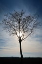 Trees plants panorama landscape pristine nature horizon sky bare branches winter beautiful feeling natural relationship