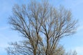 Trees plants panorama landscape pristine nature horizon sky bare branches winter beautiful feeling natural relationship