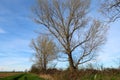 Trees plants panorama landscape pristine nature horizon sky bare branches winter beautiful feeling natural relationship