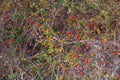 Trees plants park autumn green branch colors spain Royalty Free Stock Photo