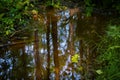 Trees and plants reflection from water on wetland , Ontario, Canada Royalty Free Stock Photo