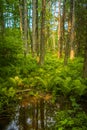 Trees and plants reflection from water on wetland , Ontario, Canada Royalty Free Stock Photo