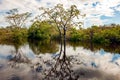 Bushes and trees flooded by Amazon River. Trees reflecting in water. Riparian vegetation with mixed forest on Amazon River, Brazil Royalty Free Stock Photo