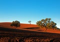 Trees in plowed field in Paso Robles Wine Country Scenery Royalty Free Stock Photo