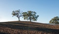 Trees in plowed field in Paso Robles Wine Country Scenery Royalty Free Stock Photo