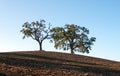 Trees in plowed field in Paso Robles Wine Country Scenery Royalty Free Stock Photo