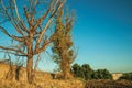 Trees and plowed ground in a farm