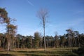 Trees in the Polygoon wood in Zonnebeke (Flanders, Belgium)