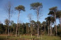 Trees in the Polygoon wood in Zonnebeke (Flanders, Belgium)
