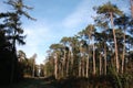 Trees in the Polygoon wood in Zonnebeke (Flanders, Belgium)