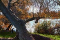 Trees and pond in the city park Royalty Free Stock Photo