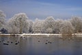 Trees with pond landscape in winter, Germany Royalty Free Stock Photo
